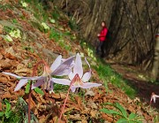 Festa di fiori sui sentieri per il Monte Ubione-6 marzo 2026-FOTOGALLERY